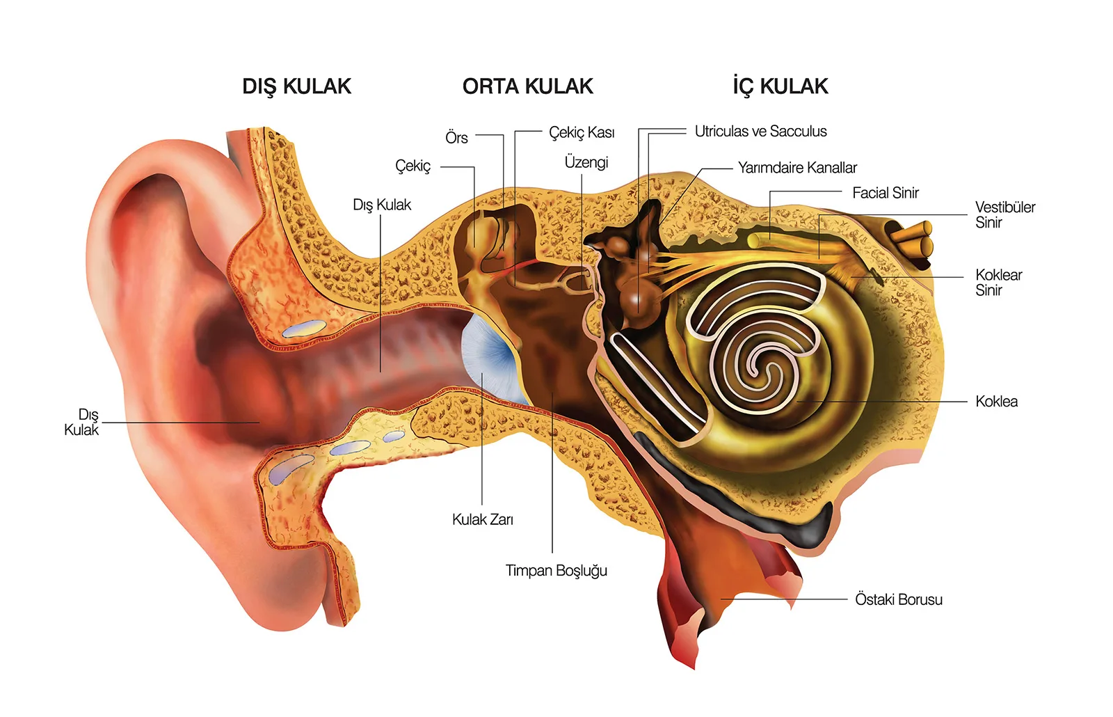 Kulak anatomisi — dış kulak, orta kulak ve iç kulak bölümleri (Balıkesir Vena İşitme)